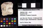 Foto (Objket + Etiketten) von Cyclothyreus sp. 